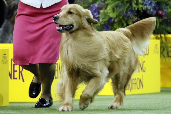 Dogs that look like cortez shop